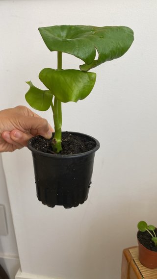 Planta Philea Raindrop en maceta