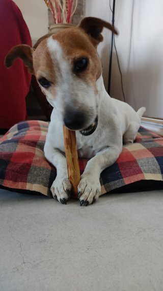 Bastoncino legno ulivo cane XS