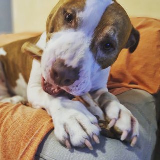 Bastoncino legno ulivo cane XS