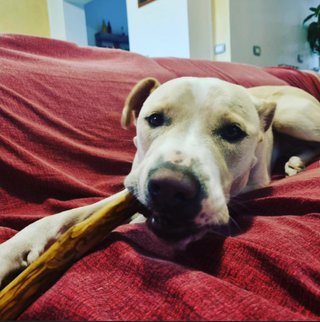 Bastoncino legno ulivo cane XS