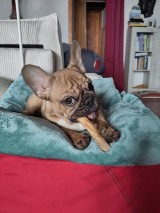 Bastoncino legno ulivo cane XS