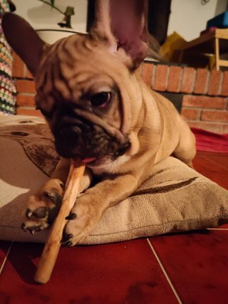 Bastoncino legno ulivo cane XS