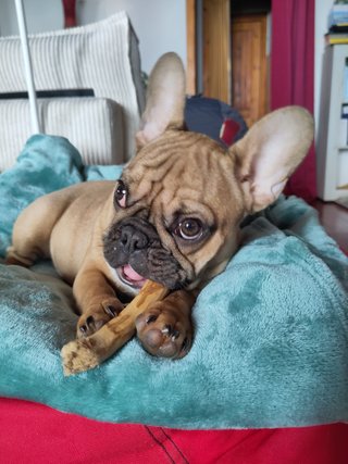 Bastoncino legno ulivo cane XS
