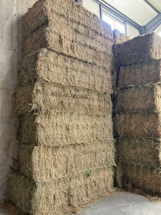 Fardos de Alfalfa seca