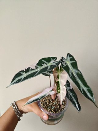 Alocasia bambino Arrow Pink
