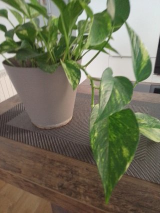 Planta Potus