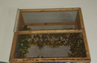 Terrario para reptiles