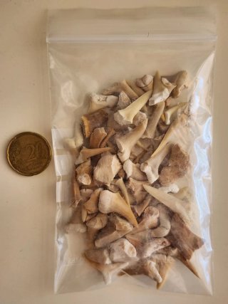Dientes de tiburón fósiles