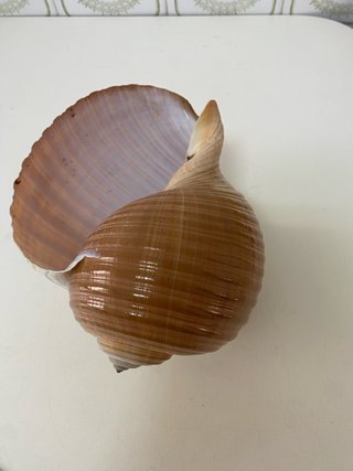 Concha Marina Tona Galea