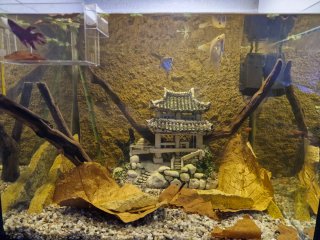 Acuario, pecera solo la urna
