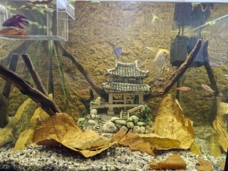 Acuario, pecera solo la urna