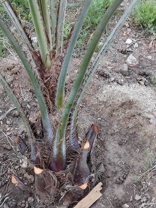Palmera Butia capitata