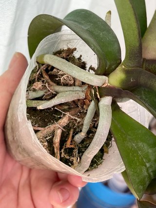 Orquídea Phalaenopsis Irene Dobkin
