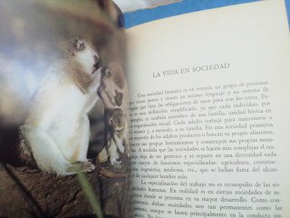 Libros de lectura biblioteca básica Salvat 4 unid