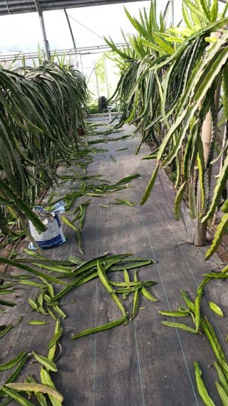 Lote esquejes pitahaya para Salvatore