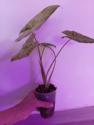 Alocasia Mint Variegada