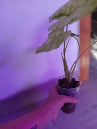 Alocasia Mint Variegada