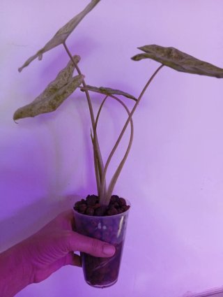 Alocasia Mint Variegada