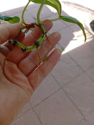 Planta Philodendron Cream Splash