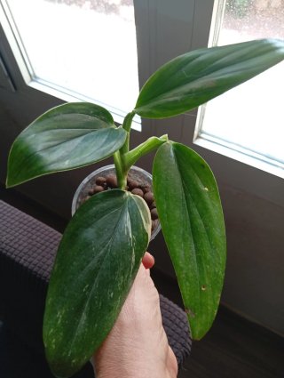 Monstera Standleyana Variegada