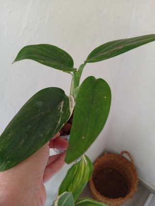 Monstera Standleyana Variegada