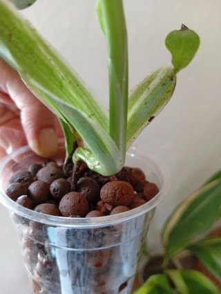 Monstera Standleyana Variegada