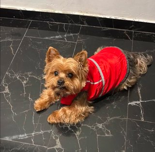 Cuidado de Animales Profesional Valencia