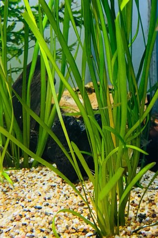 Pack plantas estanque/acuario