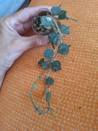 Hoya curtisii