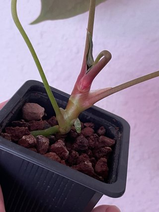 Anthurium Papillilaminum Puro