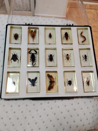 Colección de insectos y arácnidos en resina