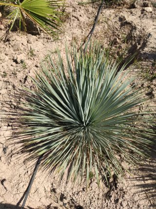 Yucca Rostrata para Alba