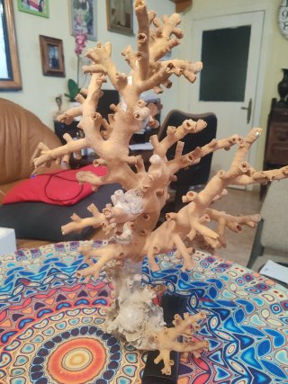 Coral decorativo natural
