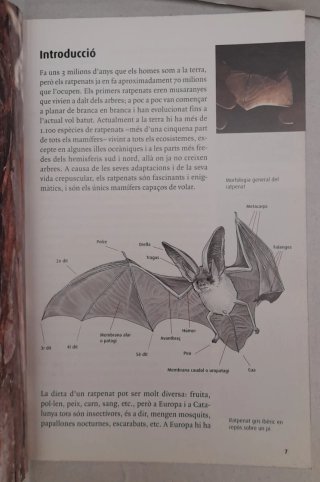 Els ratpenats de Catalunya