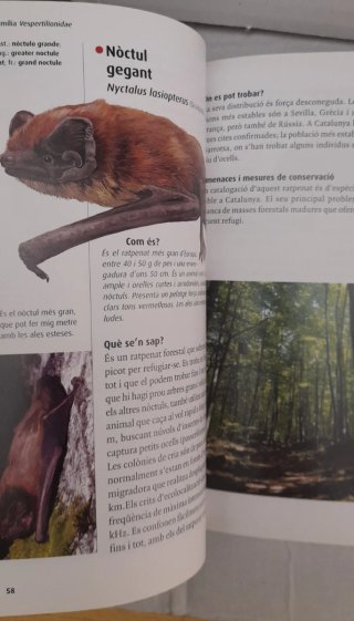 Els ratpenats de Catalunya