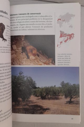 Els ratpenats de Catalunya