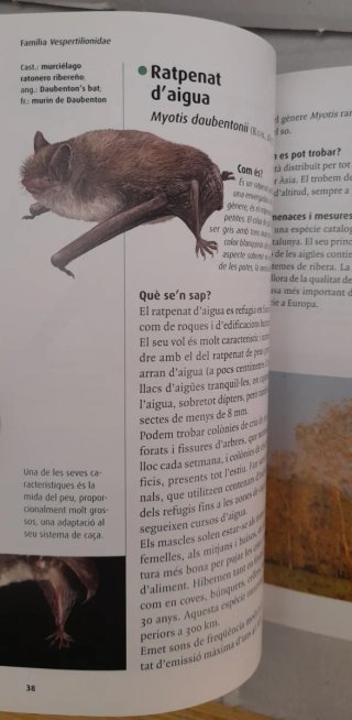Els ratpenats de Catalunya