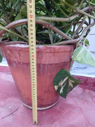 Planta Potos en maceta