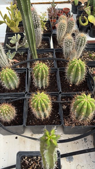 Cactus variados en maceta
