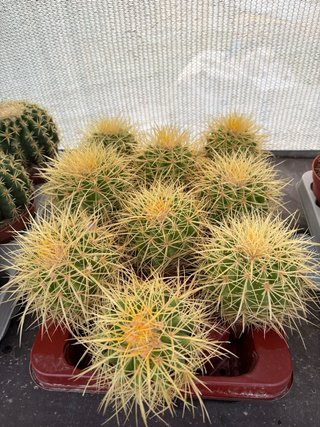 Cactus desde 3 a 6