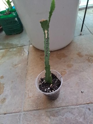 Epiphyllum sundland