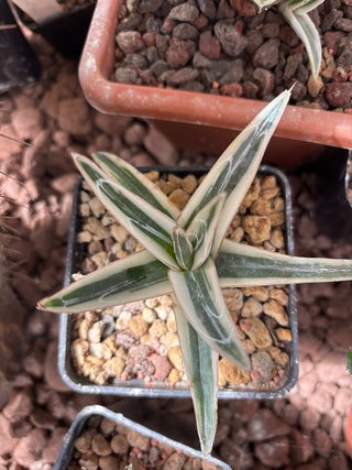 Agave Rhino White Pianta Succulenta Cactus