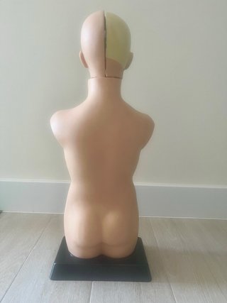 Modelo Anatómico 3D con Órganos Extraíbles