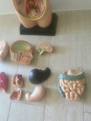 Modelo Anatómico 3D con Órganos Extraíbles
