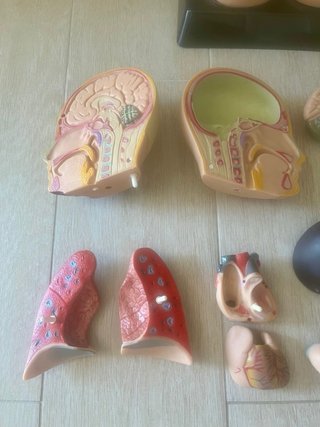 Modelo Anatómico 3D con Órganos Extraíbles
