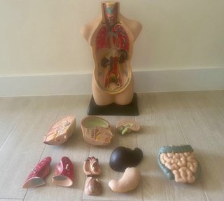 Modelo Anatómico 3D con Órganos Extraíbles