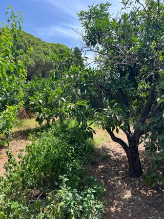 Terreno en venta pinar de. Coig