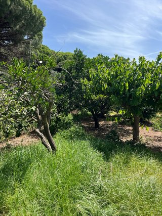 Terreno en venta pinar de. Coig