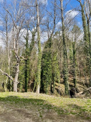 Gredos Abantera