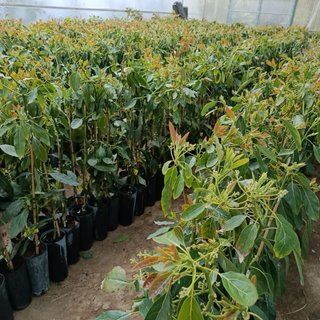 Plantas Aguacate de Calidad Superior y Tropicales